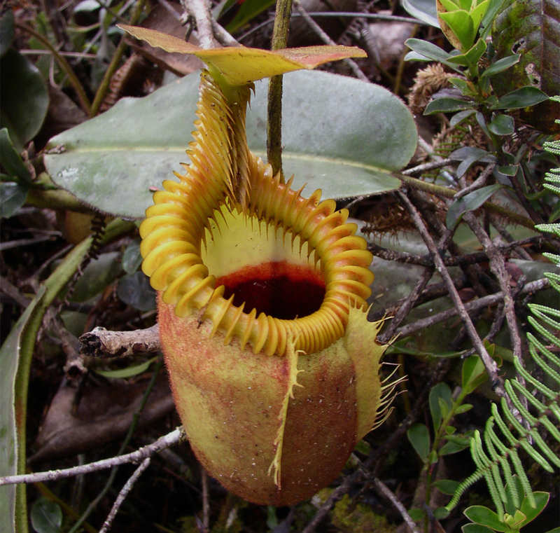 Una de las trampas para insectos de las Nephentes. Foto: Wikimedia Commons